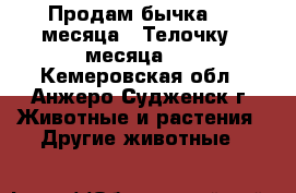 Продам бычка 2,5 месяца . Телочку 2 месяца .  - Кемеровская обл., Анжеро-Судженск г. Животные и растения » Другие животные   